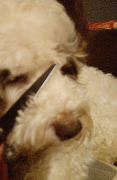 Image result for Clipping a Cockapoo