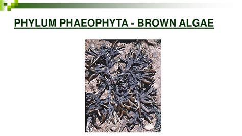 Phylum Of Brown Algae