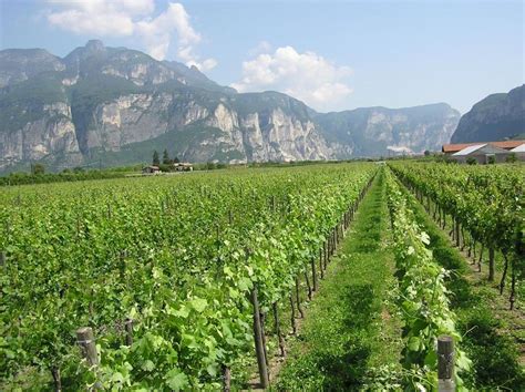 Giornata internazionale della biodiversità - UnserTirol24