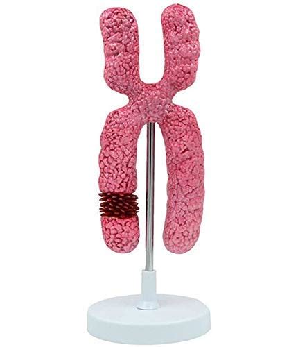 Buy X chromosome model, Meiosis organeller cell model. Biology teaching ...