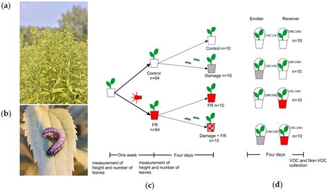 Metabolic Integration of Spectral and Chemical Cues Mediating Plant Responses to Competitors and ...