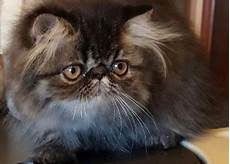 gatti persiani regalo regalo adozione gatti persiani valdobbiadene gatti persiani regalo regalo adozione gatti persiani valdobbiadene