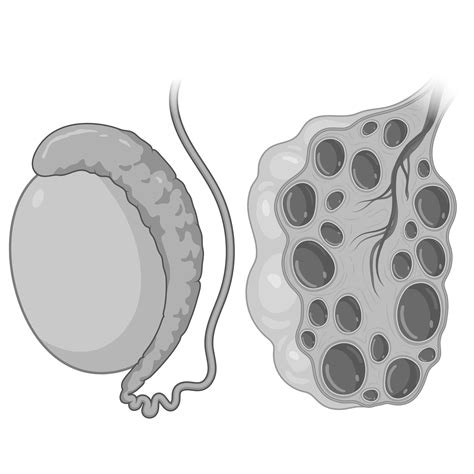 Image result for Reproduction Examination