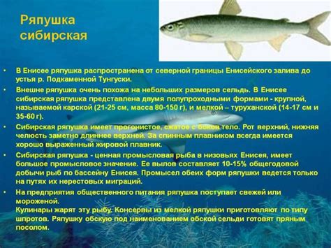 Рыба Ряпушка - польза и вред, полезные свойства и противопоказания