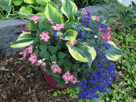 How To Plant Hostas In Pots at Brooke Fitzroy blog