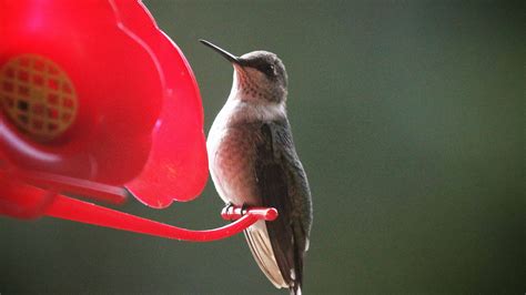 Image result for Current Hummingbird Fall Migration