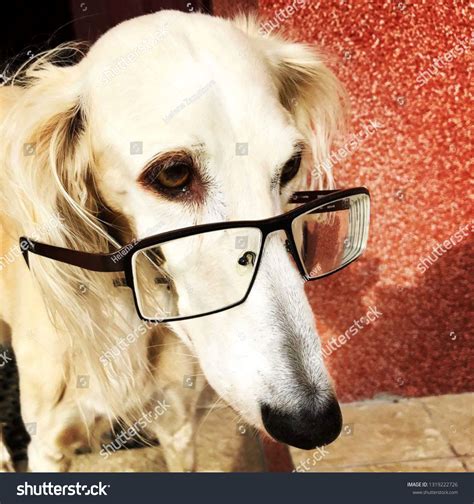 Dog With Glasses