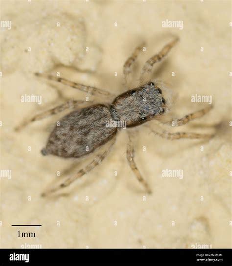 Gray Wall Jumping Spider (Menemerus bivittatus) Arachnida Stock Photo ...