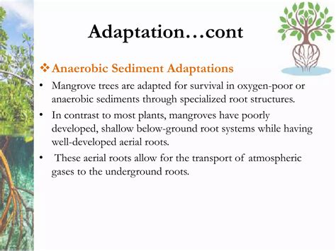Mangrove | PPTX