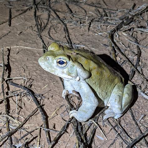 Are Common Frogs Poisonous To Dogs