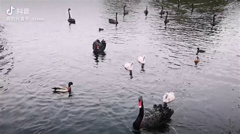 新西兰天鹅湖的黑天鹅和大鳗鱼 - YouTube