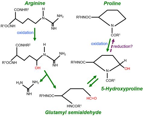 Post-Translationally Regulated Protein Arginine-to-Proline Conversion ...
