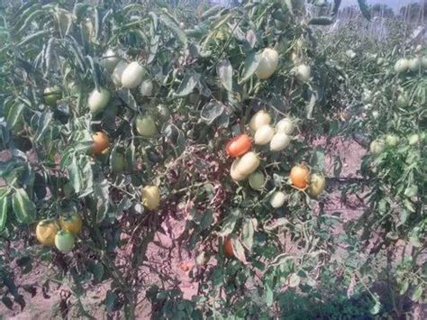 Agricultural Insecticide - PHMS Knockout Insecticides Manufacturer from ...