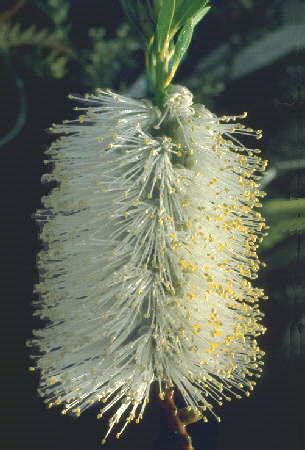 Fırça Çalısı (Callistemon sp.) - agaclar.net