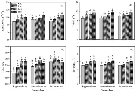 Response of Photosynthetic Capacity to Nitrogen Addition in Larix ...