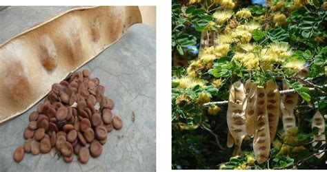 Albizia lebbeck | அயல் வாகை