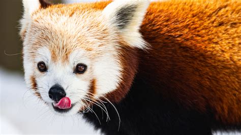Download wallpaper 3840x2160 red panda, protruding tongue, animal, snow ...