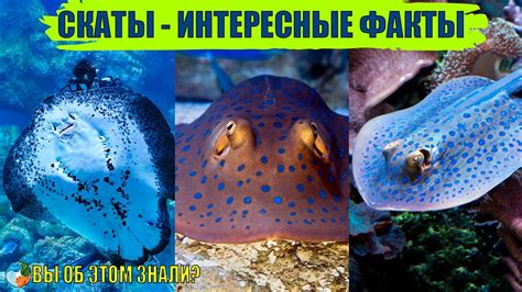 Морские скаты: где живут, отличительные черты и основные виды в природе