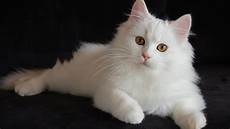 gatto persiani cosa c 232 da sapere sul gatto persiano gatto persiani cosa c 232 da sapere sul gatto persiano