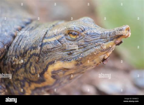 Image result for Spiny Soft Shell Turtle