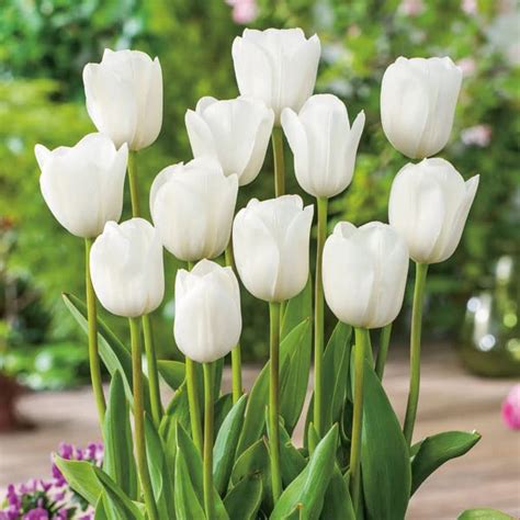 Tulip Flower Live Plant, Pack of 1 Bulbs By Zabbus White : Amazon.in ...