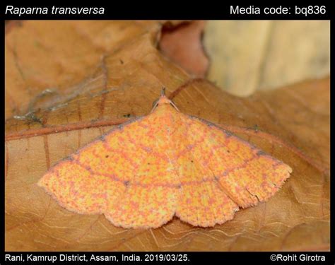 Raparna transversa Moore, 1882 - | Moths