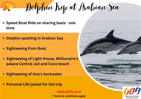 Dolphin Ride in Goa | Sightseeing in Goa, Dolphin Trip