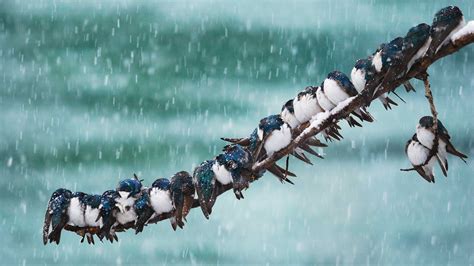 How do animals keep warm in subzero temperatures? - CGTN