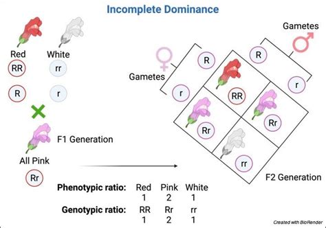 Image result for Incomplete Dominance Examples