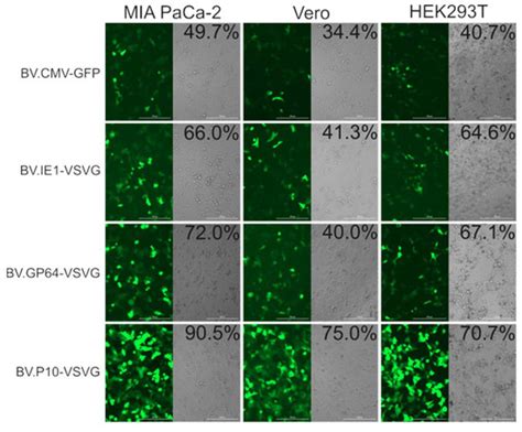 Early to Late VSV-G Expression in AcMNPV BV Enhances Transduction in ...