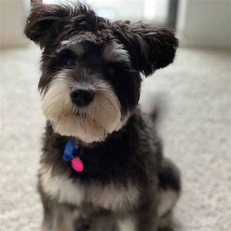 Early Learning Pups Program - 8 to 16 week olds, Bethlehem Community ...