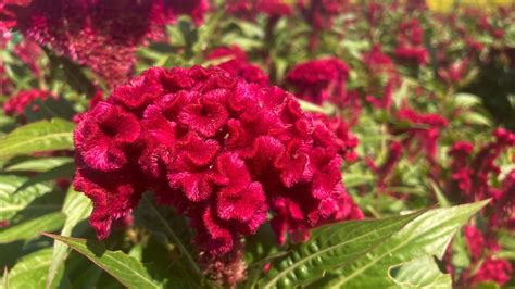 18 Cockscomb Flower Growing Tips So Good, Your Garden Will Look Unreal