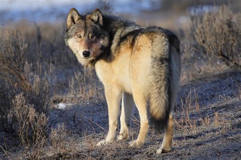 Image result for Yellowstone Grey Wolves