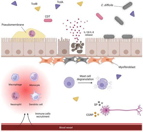 Exploring the Toxin-Mediated Mechanisms in Clostridioides difficile ...