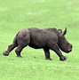 Image result for Baby Pygmy Rhino