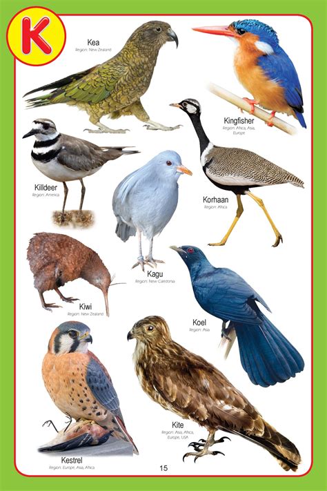 JoGenii |My Jumbo Birds Pictionary | Dreamland Publications