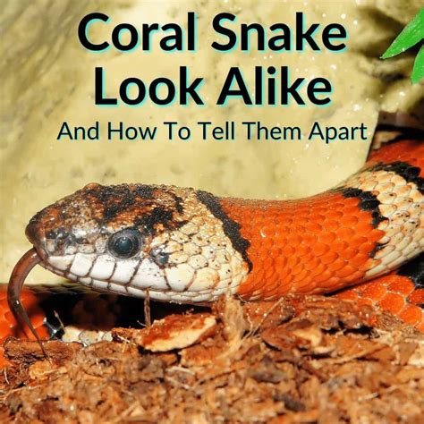Serpiente de coral parecida (cómo distinguirlas)