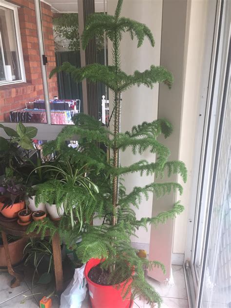 Indoor Norfolk Pine - care tips pls : r/IndoorGarden