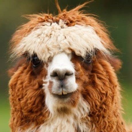 Image result for Pildoras Informaticas Python Video 17