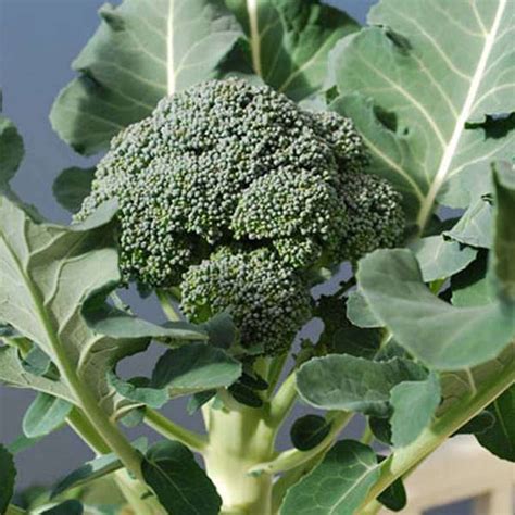 Buy Organic Vegetable Seeds online from Nurserylive at lowest price.