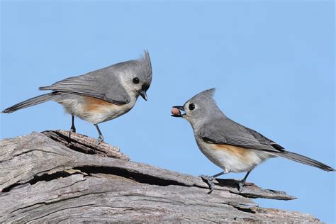 Ask the Experts: What is the Plural of Titmouse? - Birds and Blooms