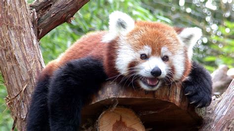 Download wallpaper 1600x900 red panda, branches, trees, lie down, face ...