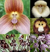 Image result for Flowers That Look Like Monkeys