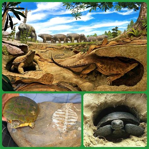 Image result for Turtle Animal Shell
