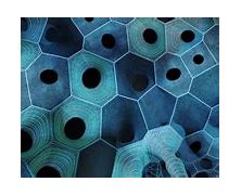 Image result for Biomimicry Website