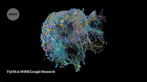 Image result for Brain Mapping Research