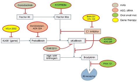 Hereditary Angioedema: Novel Molecules for Treatment of Acute Attacks and Long-Term Prophylaxis