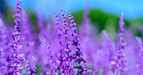 Webster Funeral Home