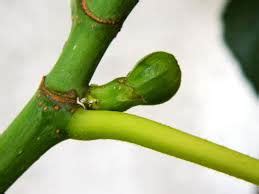 Image result for Axil