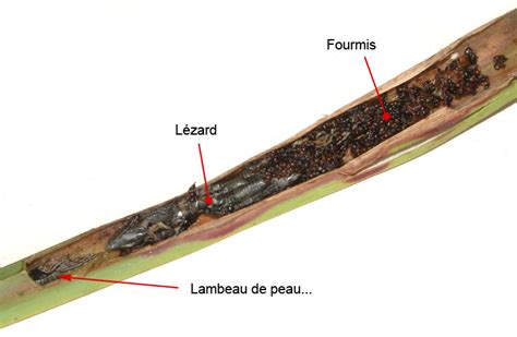 La nourriture des plantes carnivores
